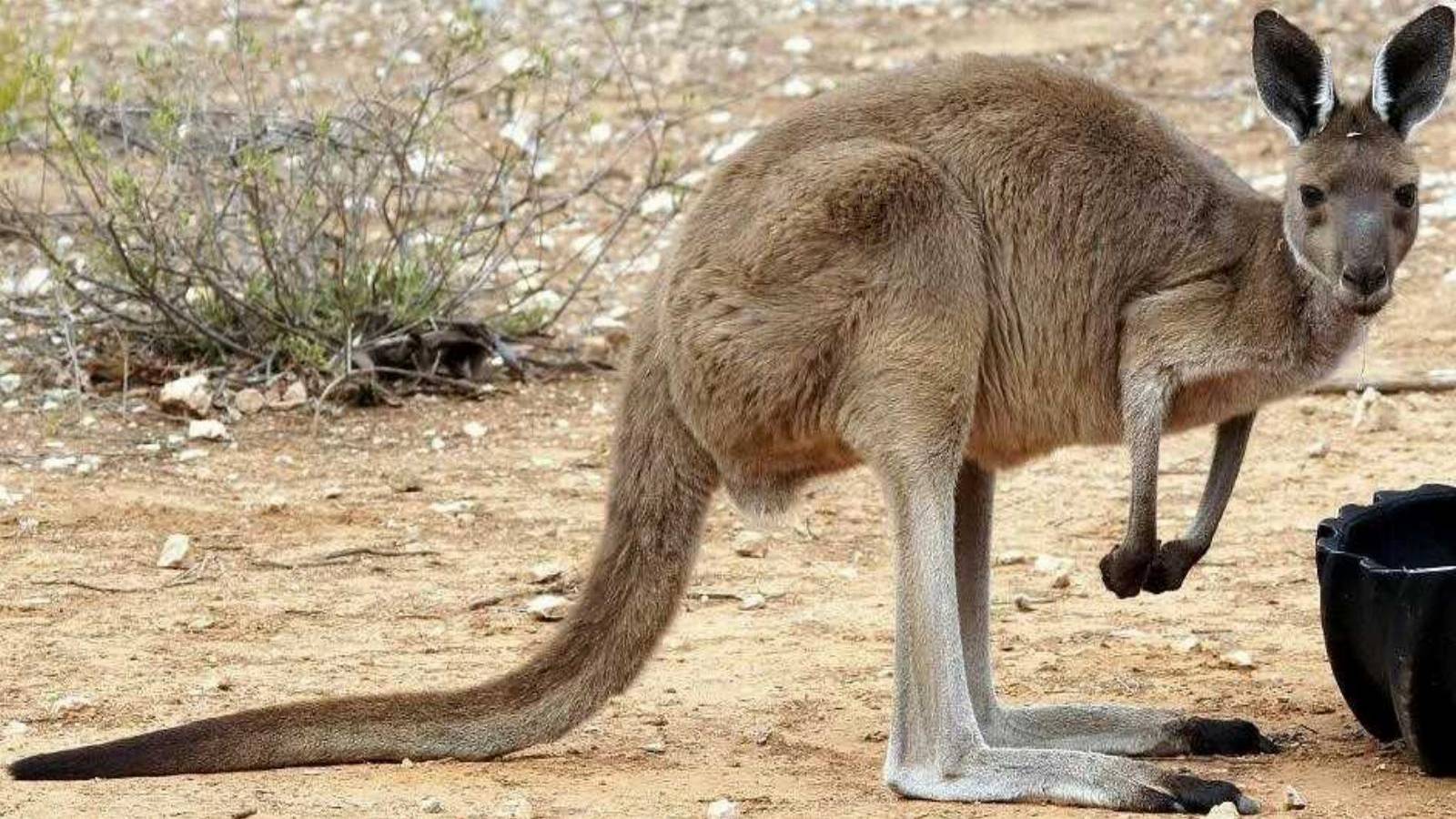 Přírodovědný klokan 2025